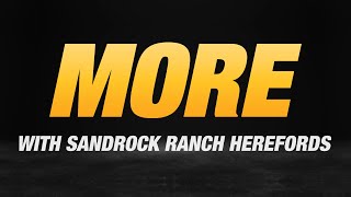 Why SandRock Ranch Herefords chooses to do MORE with Vermeer [upl. by Anilek]