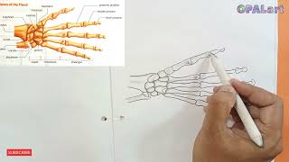 How to draw Human Skeleton  Bones of the Hand [upl. by Garrik]