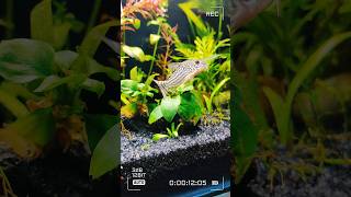 Planted Tank 💥  Cory Catfish  Golden Algae Eater  aquarium ytshorts ytshorts aquaticplants [upl. by Mashe]