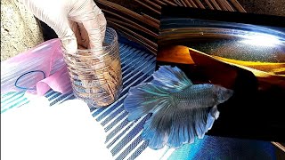 How to culture infusoria  Simple live food culture for growing betta fry [upl. by Ellevel]