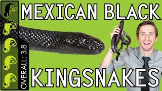 Mexican Black Kingsnake The Best Pet Snake [upl. by Fania]