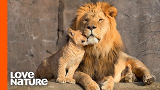 Lion Cubs Are Introduced To Their Father  Predator Perspective  Love Nature [upl. by Timothee]