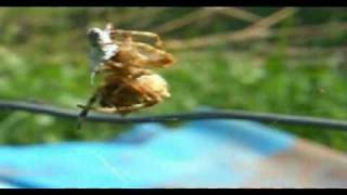 Orb Spider catching insects [upl. by Shaylah]