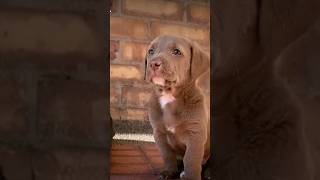 Get This Puppy Whatever It Wants youtubeshorts fyp trending reels [upl. by Anuait]