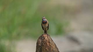 蓝喉歌鸲 Bluethroat [upl. by Kcub125]