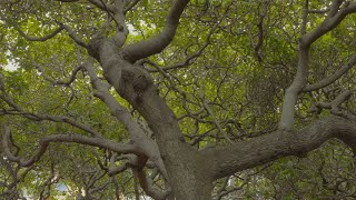 Chasing the Sun  Worlds largest cashew tree O Cajueiro de Pirangi [upl. by Nuahc]