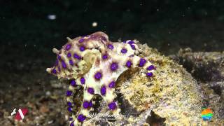 Muck Diving in Lembeh Strait Episode 8 [upl. by Kittie495]