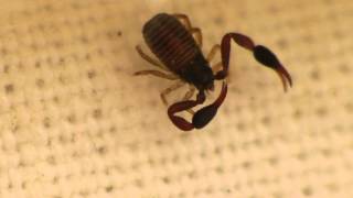 PseudoscorpionVery Tiny [upl. by Sollie]