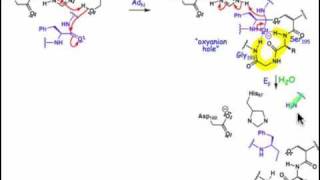 2106 Serine and Cysteine Proteases [upl. by Elokin501]