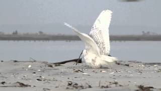 Snowy Owl vs Peregrine Falcon [upl. by Patrica]