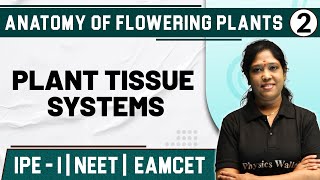 ANATOMY OF FLOWERING PLANTS 02  Plant Tissue Systems  Botany  Class 11IPE1NEETEAMCET [upl. by Hewart]