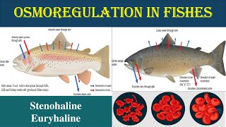 Osmoregulation in Pisces  Euryhaline and Stenohaline  Osmoregulator  Osmoconfermers  Euryhaline [upl. by Dahsraf974]