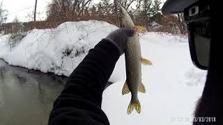 PIKE IN THE CREEK Fly Fishing in Irondequiot Creek [upl. by Tedd]