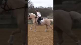 Harlow and popcorn jumping lesson by myponypopcorn [upl. by Enelra987]