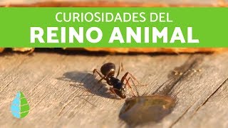 CURIOSIDADES DEL REINO ANIMAL [upl. by Barby508]