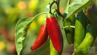 ⟹ Chipotle Pepper Capsicum annuum PLANT REVIEW pepper [upl. by Yug]