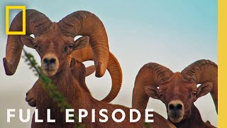 Big Bend In the Heart of Texas Full Episode  Americas National Parks [upl. by Ardnasac]