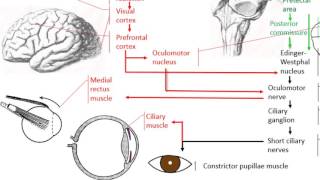 Anatomy of the accommodation reflex [upl. by Kurtzig]