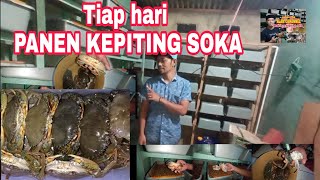 Tiap hari panen kepiting soka budidaya vertikal crab [upl. by Harriott]