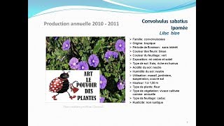 conseils jardinage Convolvulus sabatius ipomée Lilac blue fiche technique plante annuelle [upl. by Azaleah]