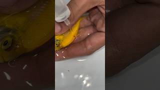 Parasites 🦠 Treatment Widow Fish fishparasites minivlog aquarium guppy petfish petfish fish [upl. by Adimra]