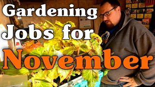 Overwintering Begonia Bulbs  Gardening Jobs For Autumn  November [upl. by Yhtrod251]