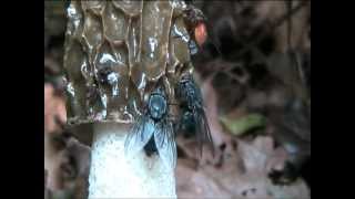 Flies on a Stinkhorn Phallus impudicus [upl. by Aseram673]