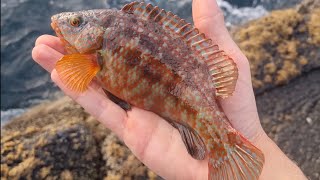 North coast Light rock fishing  8 Species  Dogfish On Artificial [upl. by Nytsirc]