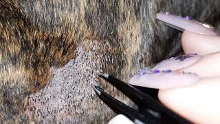 Clogged Hair Follicle Cleaning On Herc PLEASE SUBSCRIBE💜 [upl. by Kunin]