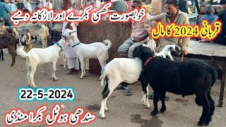 Sindhi Hotel Bakra Mandi Latest Update l 22 May 2024 l Sindhi Hotel Bakra Mandi l Bakra Mandi 2024 l [upl. by Coonan]