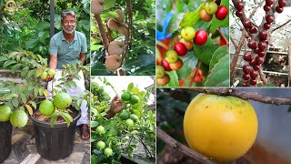 ഇവിടെ എത്ര വറൈറ്റി Fruit plant ഉണ്ട് എന്ന് ചോദിച്ചാൽ ഇദ്ദേഹത്തിന് പോലും അറിയില്ല exoticfruitplants [upl. by Stroud]