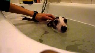 Whippet taking bath poor dog [upl. by Ailat969]