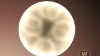 Embryonic stem cell animation [upl. by Takken]