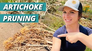 How to Prune Back Artichoke Plants [upl. by Ecydnarb627]