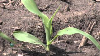 Farm Basics  Corn Growth Stages 737 Air Date 52012 [upl. by Llemor124]