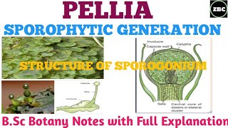 PELLIA  Reproduction  Sporophytic Generation Sporogonium Bsc Botany Notes with ExplanationZBC [upl. by Nade100]