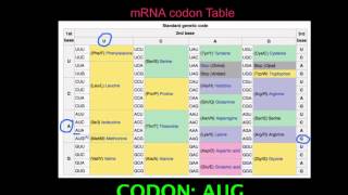 27 Skill Deduce which codons correspond to which amino acids [upl. by Yssak370]