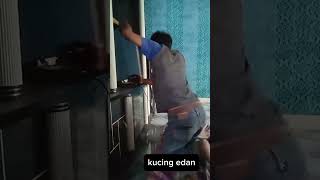 kucing edan funnyhumor sortsvideo humorsegar [upl. by Fulton]