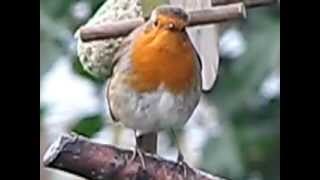 Robin song songs calls ♪♫ Robins fighting for territory  Birds of Britain UK [upl. by Pancho]