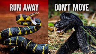 The Deadliest Snake Attacks [upl. by Neisa]