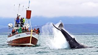 Whale Watching Húsavík Iceland – Walbeobachtung Island [upl. by Ainitsirk]