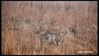 cheetal spotted deer malenature corbett wildlife jimcorbettsafari animals [upl. by Meng]