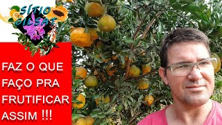 Pokan Façam isso na sua pokan ou laranja e Exploda de Frutos [upl. by Emilee508]