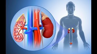 Anatomy of the Kidney 2024  Dr kamel [upl. by Aivull353]