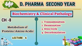 Protein metabolism  CH8  L6  Biochemistry Amino acid metabolism  DPharm second year [upl. by Arutak]