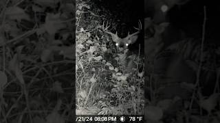 Whitetail Buck deer whitetaildeer trailcamera [upl. by Amilah]