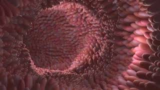 Microvilli  3D Animation [upl. by Everick772]