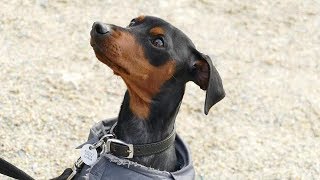 Rufus  18 month old Miniature Pinscher  6 Weeks Residential Dog Training [upl. by Harwell]