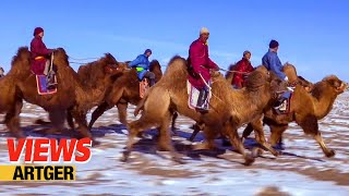 Mongolian Camel Festival – Traditional Bactrian Camel Race Nomad Life in Gobi  Views [upl. by Lepp]