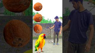 Rounding coconut to Duck Peacock Pigeon amp Parrot  Birds names magic video [upl. by Eetnahc]